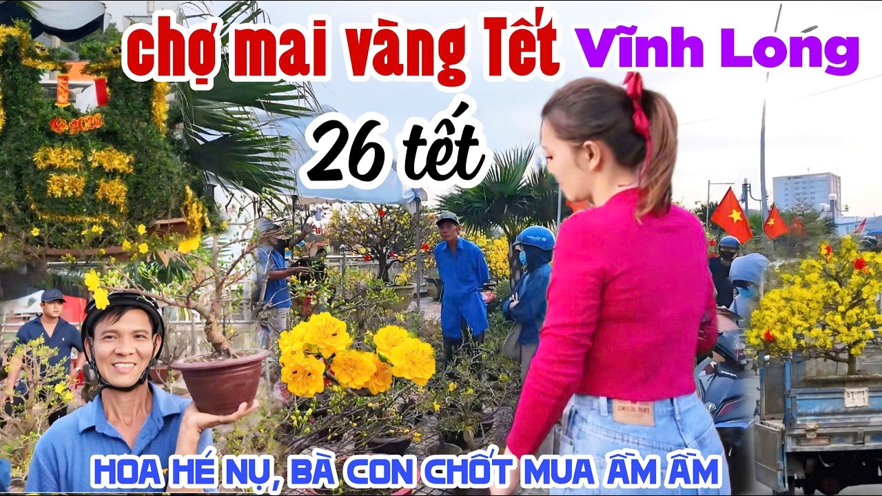 CHỢ MAI VÀNG TẾT VĨNH LONG 2026 26 tháng Chạp HOA HÉ KHOE SẮC RỰC RỠ NGƯỜI ĐI CHỐT MUA TẤP NẬP KPVL