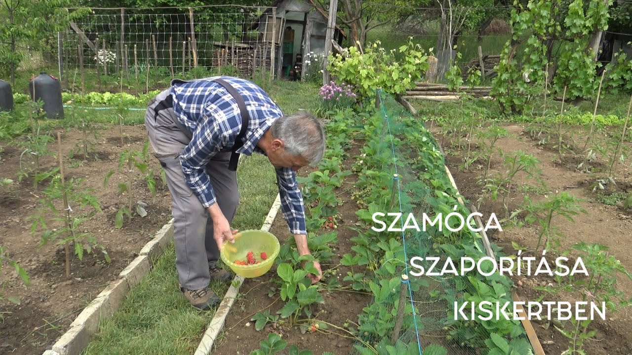 Szamóca szaporítása kiskertben Goldperger Andrással