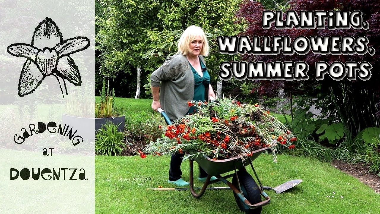 Planting Gaps, Removing Wallflowers & Summer Pot Display