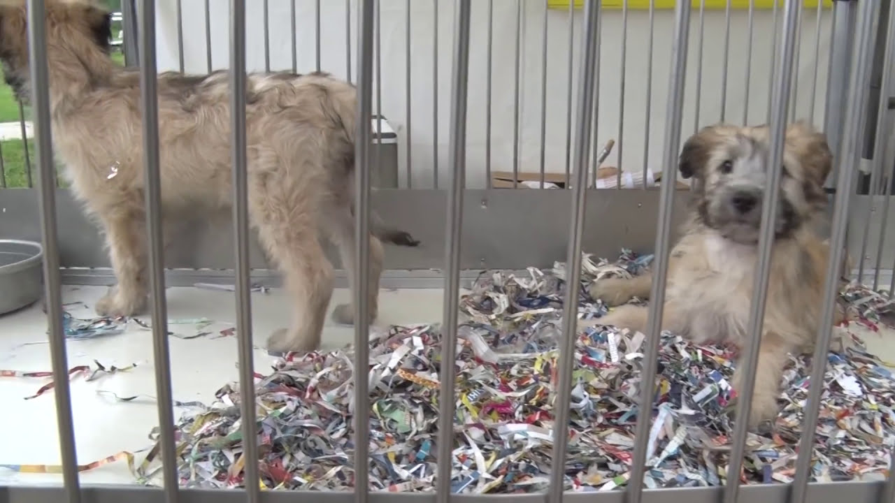 SALON DU CHIOT à FONTAINEBLEAU le 5 juin 2016 - HD1080 par Google