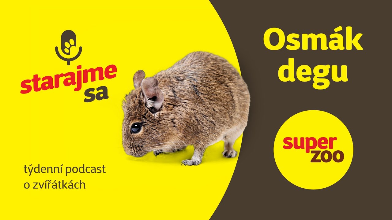 Osmák degu | Podcast Super zoo