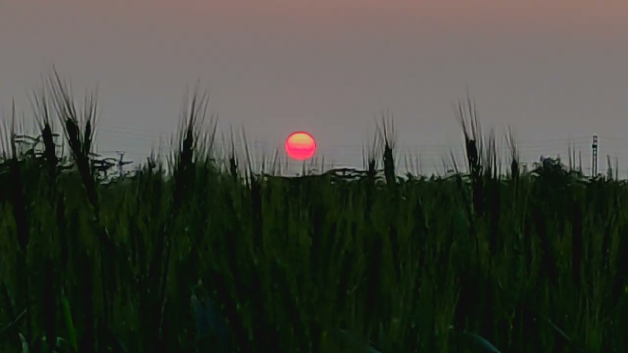 field side, sunset, beautiful scene, red colour sun.