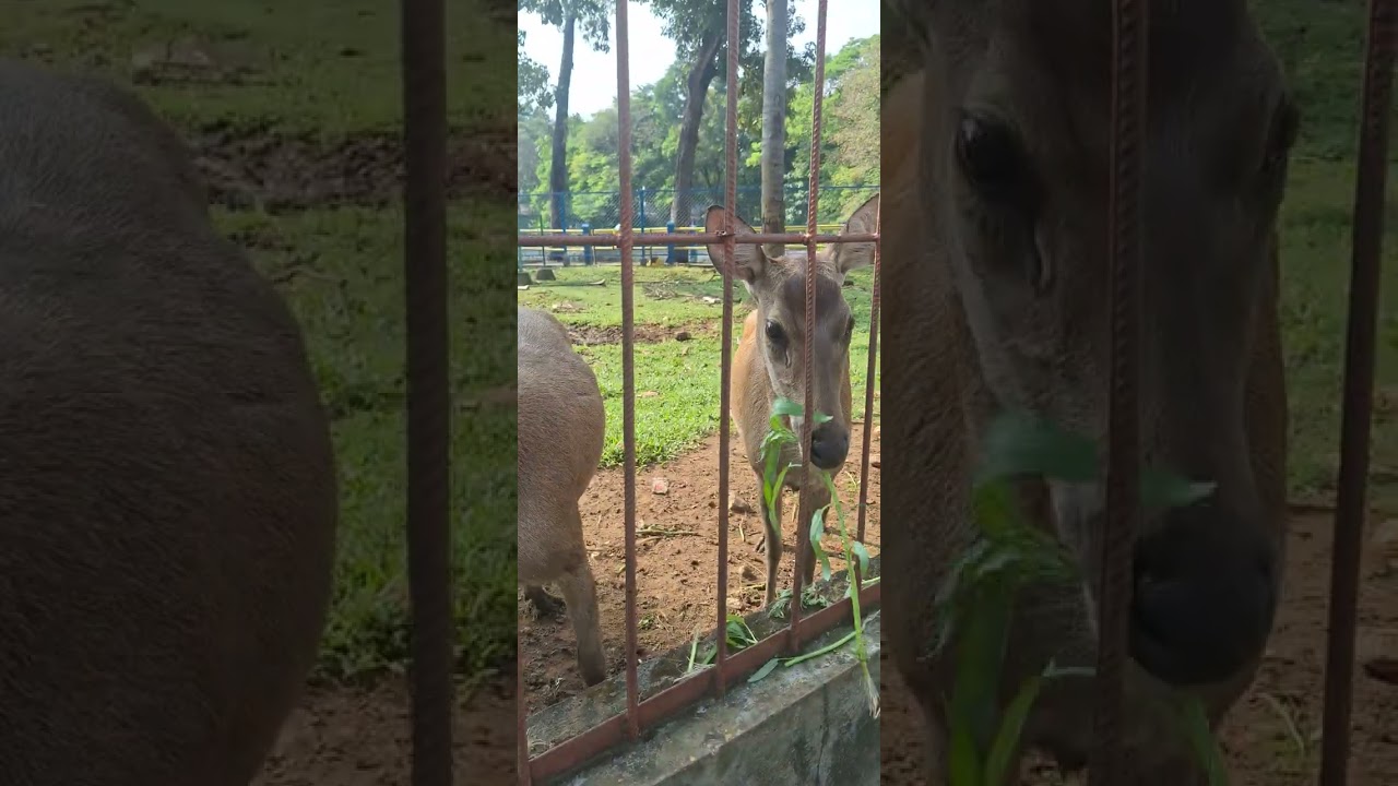 Alayya ngasih makan rusa 😍
