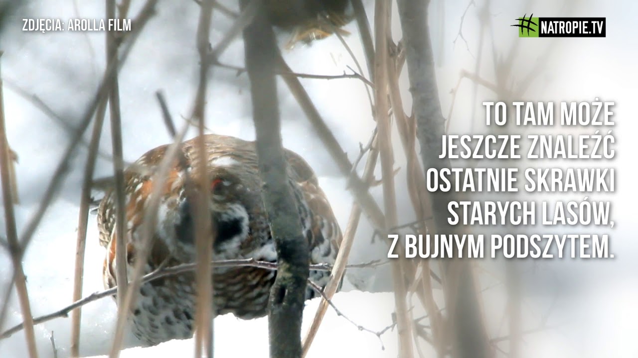 #kierunekwilczeg&oacute;ry | Jarząbek