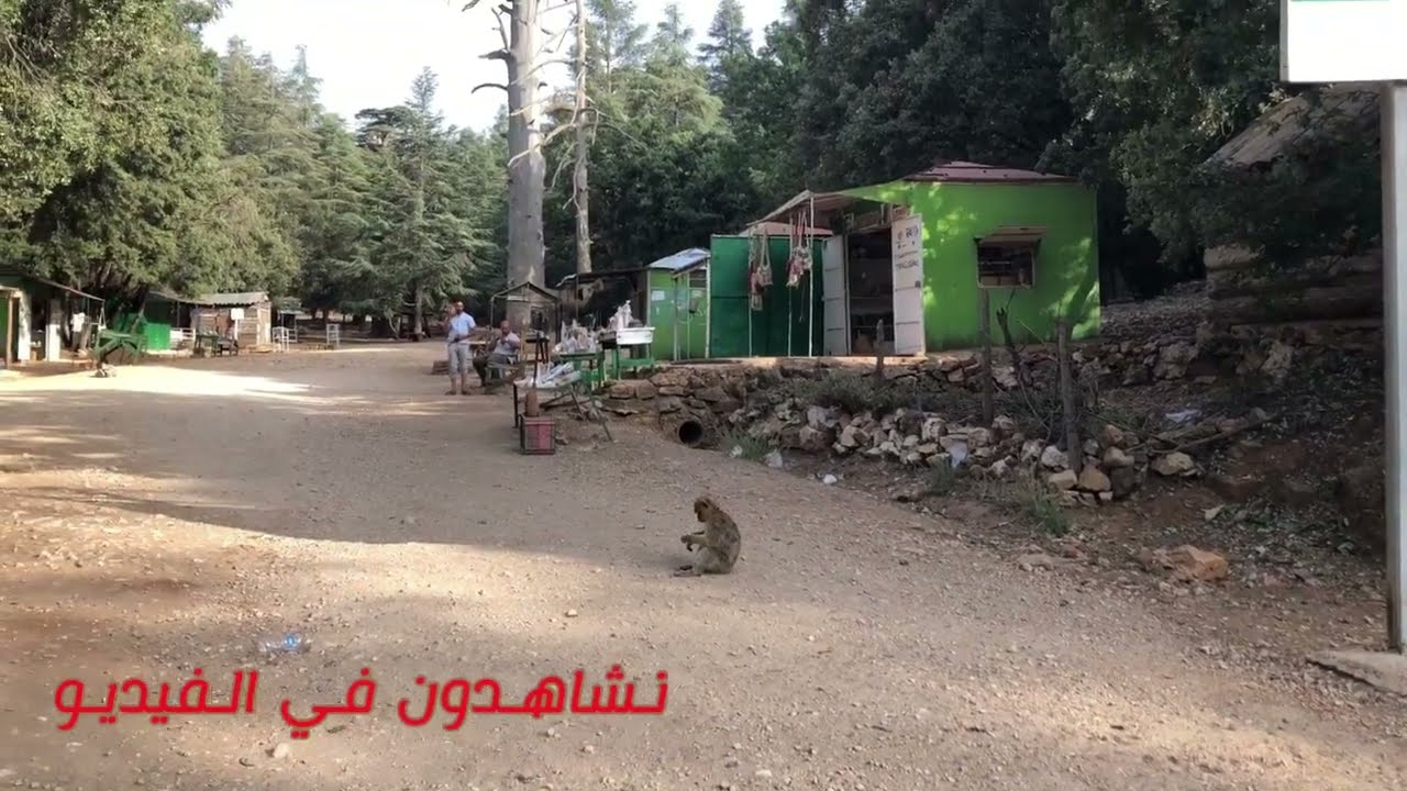 الطريق إلى شجرة أرز غورو( غابة الأرز)  على انغام أغنية أمازيغية نادرة 💯