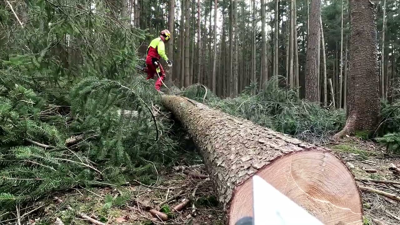 Windwurf aufarbeiten mit Forstreich SK 50