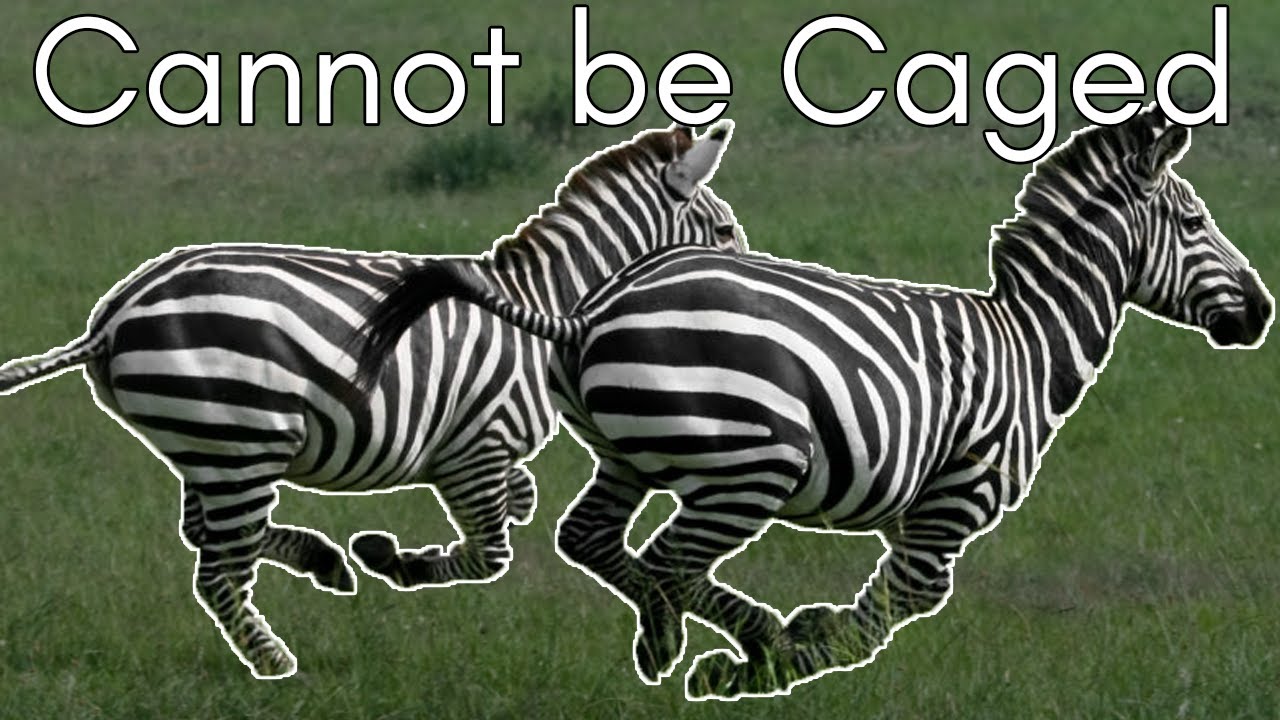 African Animals on the Run in America: Why Zebras Don’t Make Good Pets (Maryland Zebra Escape)