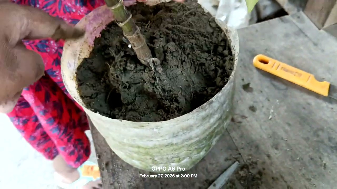 নার্সারি থেকে ডালিয়া ফুল এনে বোতল কেটে বোতলের ভেতরে মাটি সহ রেখে দিলাম।