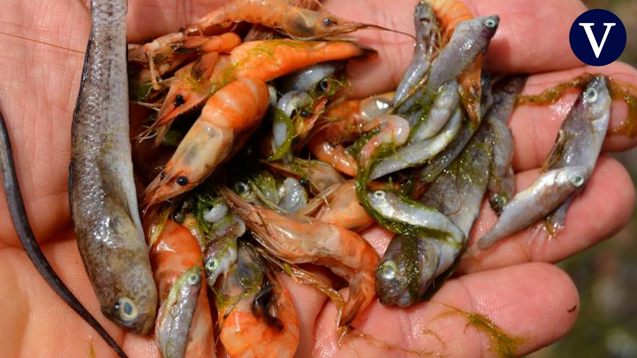 La manga se ahoga: cierran ocho playas tras el quinto d&iacute;a consecutivo de peces muertos en la orilla