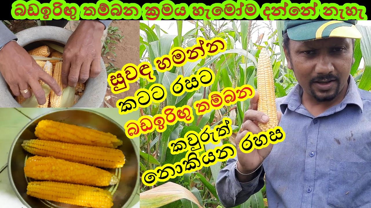 බඩඉරිඟු තම්මබන රහස්