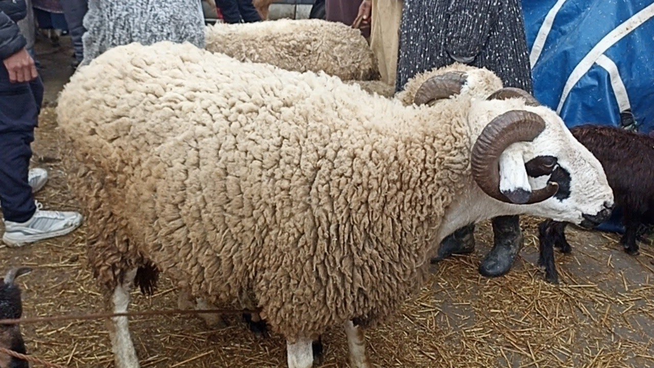 الحولي بسوق الاحد تطوان 🐏🐑🐐||15/03/2026||0667128425🔥🇲🇦❤️