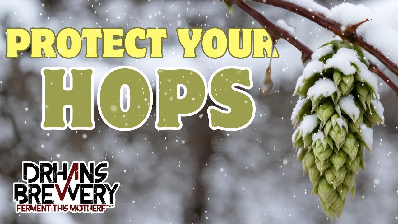 How to Prepare Hops for Winter - Ask the Doctor about Beer & Homebrewing ep7
