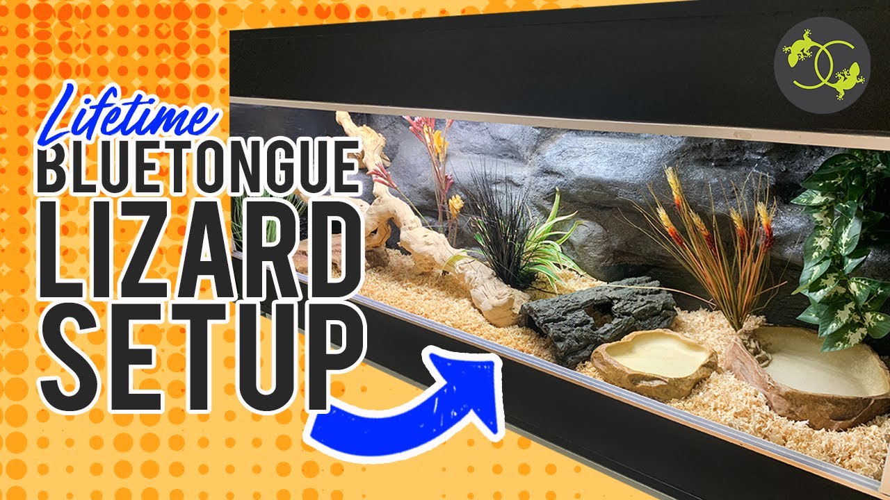 How To Setup a Blue Tongue lizard Enclosure - Cookies Critters - 2021