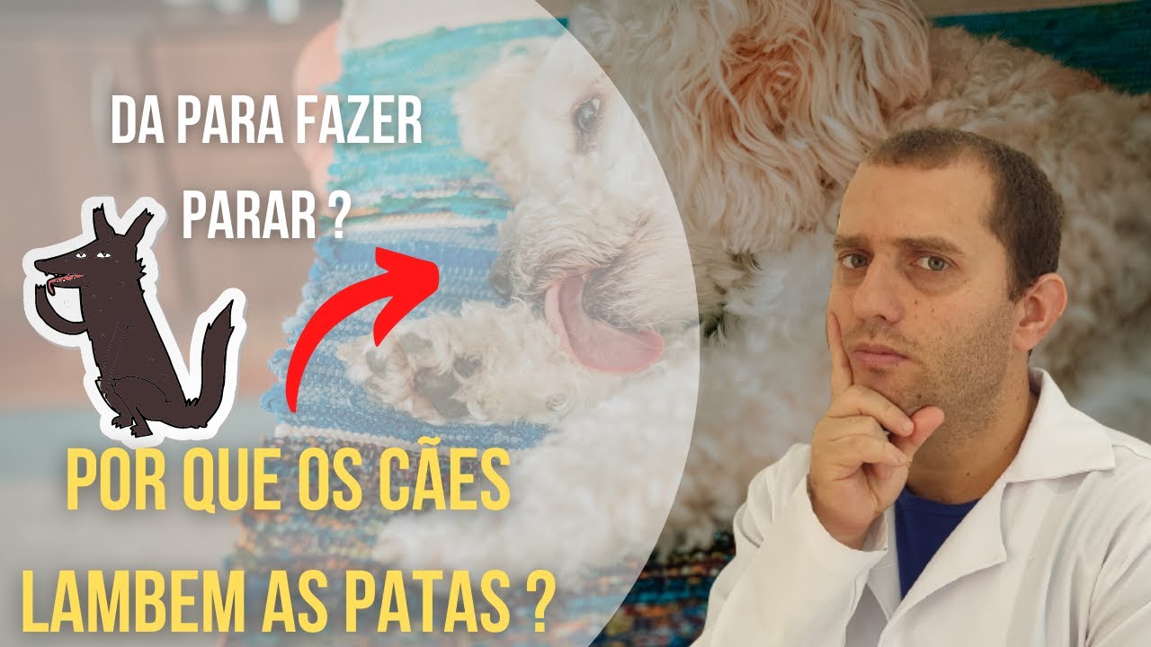 7 causas que fazem o cachorro lamber as patas
