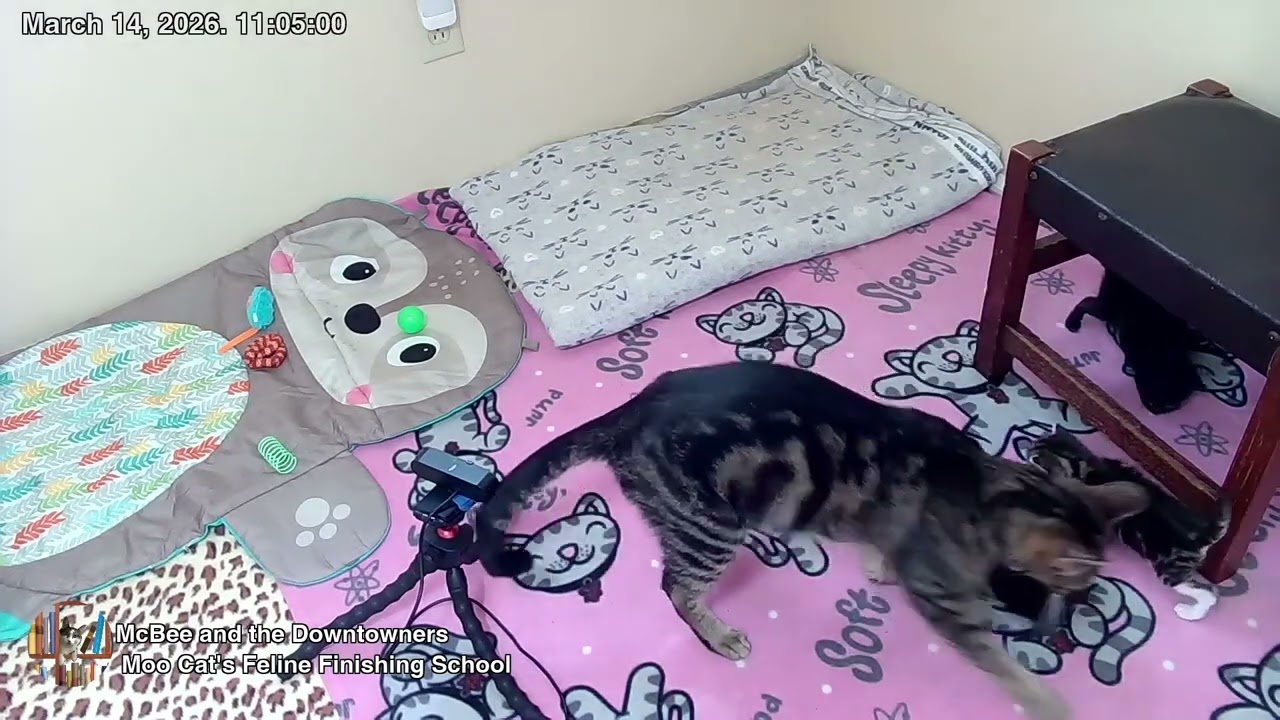 Moo Cat's Feline Finishing School - Moving the Kids
