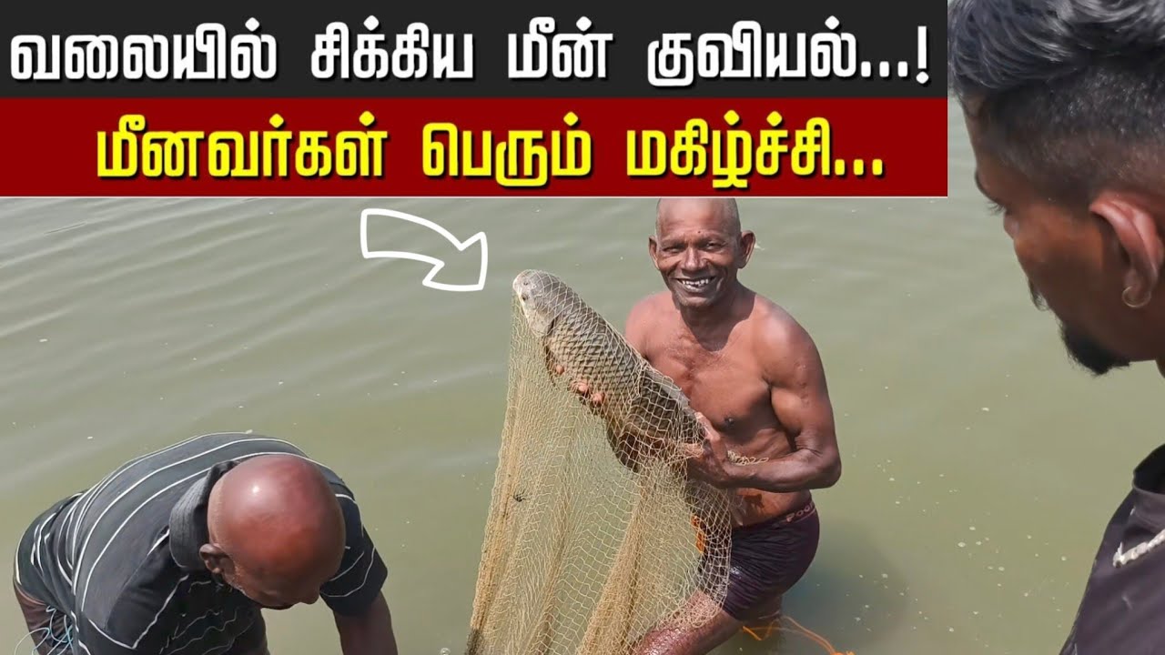 இந்த வகையான மீன் இருக்க 😲 சுவையும் குறைந்த முட்களும் கொண்ட அதிக சத்து மிகுந்த மீன் 🐬 #fishing #fish 