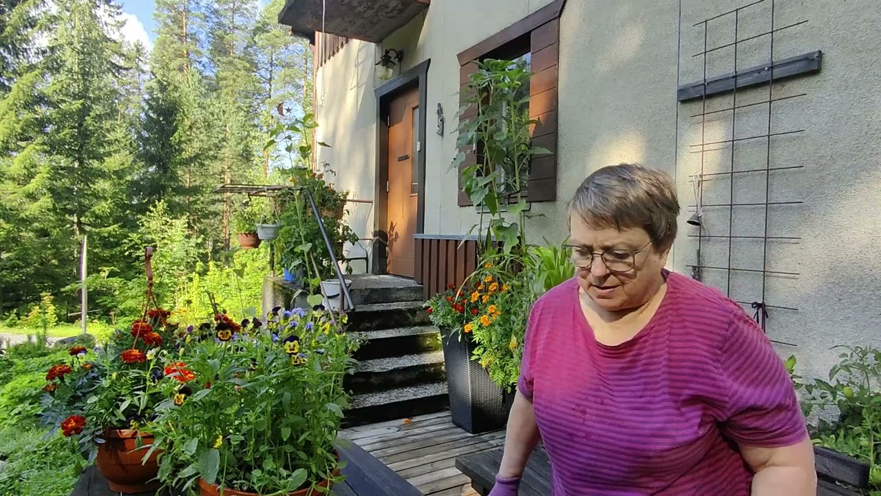 Samettiruusujen ja tomaattien tilanne elokuun alussa