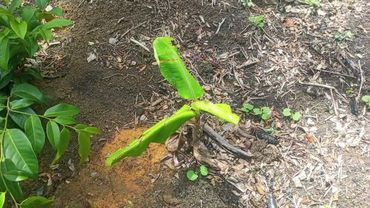 Como está nosso terreno depois de tantas chuvas☂️