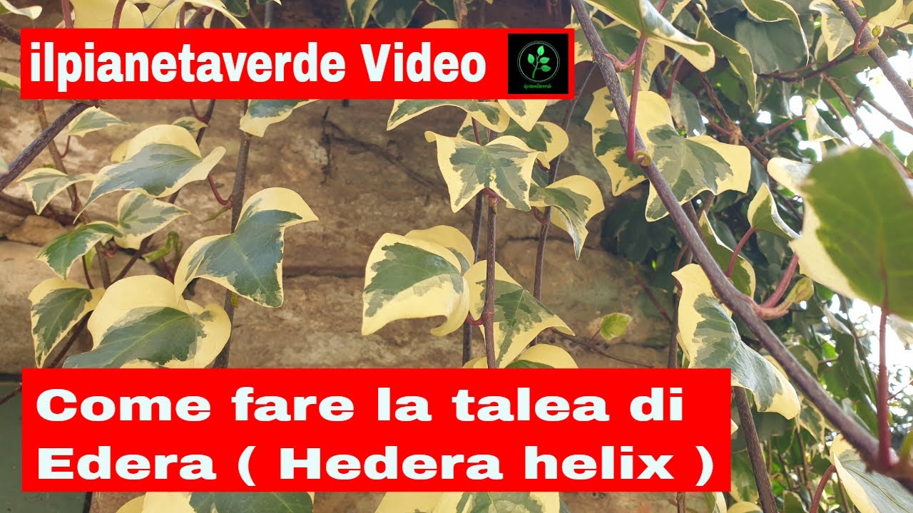 Come riprodurre con la talea l ' Edera ( Hedera helix )