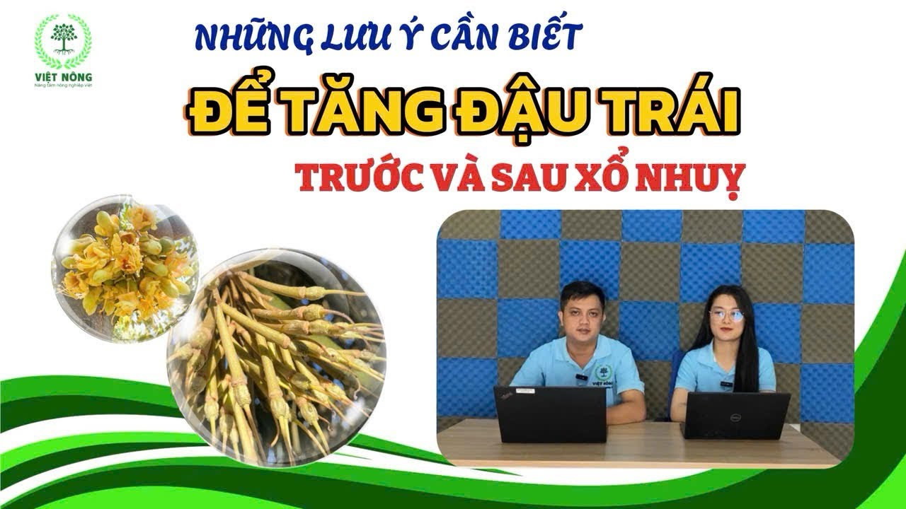 VIỆT NÔNG | NHỮNG LƯU Ý CẦN BIẾT ĐỂ TĂNG ĐẬU TRÁI - TRƯỚC VÀ SAU XỔ NHUỴ