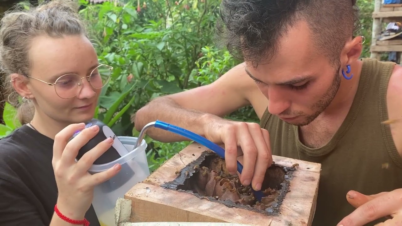 Meliponiculture chez Trésor de Nature