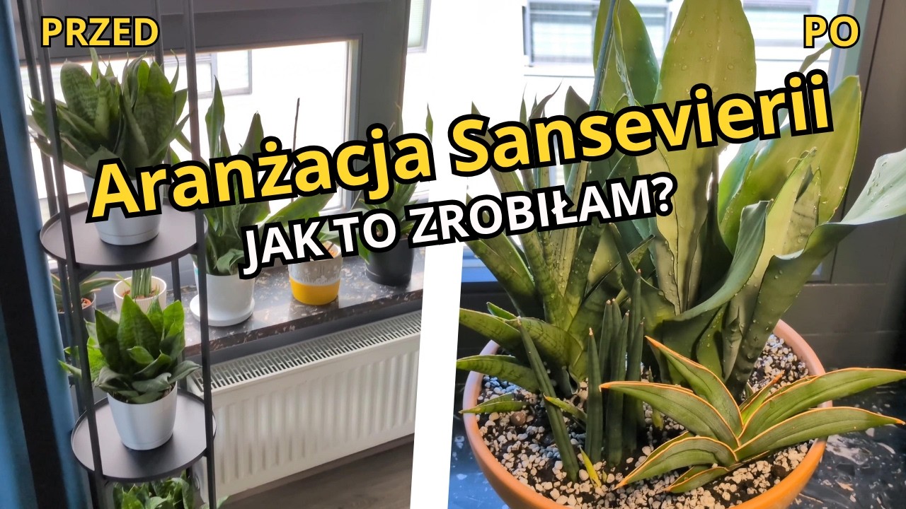 Nowoczesne aranżacje z wężownic | Genialny spos&oacute;b na gęstą kompozycję! 🌱