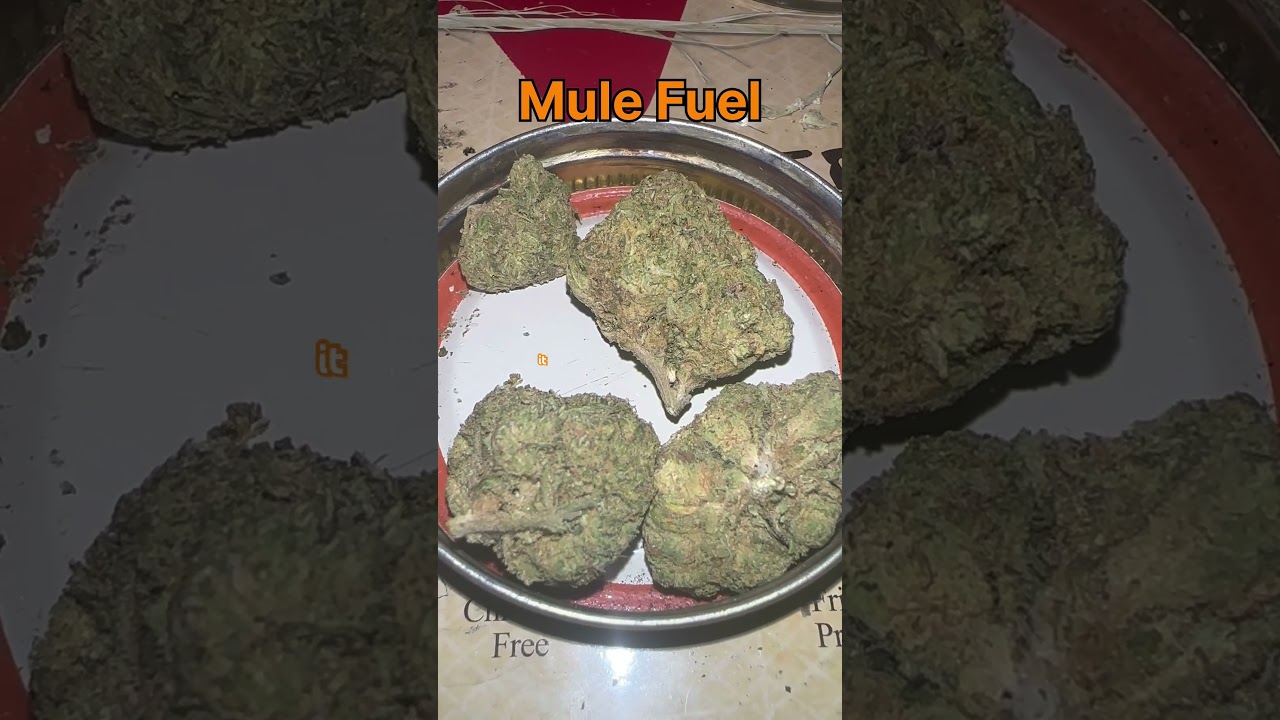 Mule Fuel Cannabis Flower Strain #420 #strainreviews #cannabiseducation #cannabiscommunity