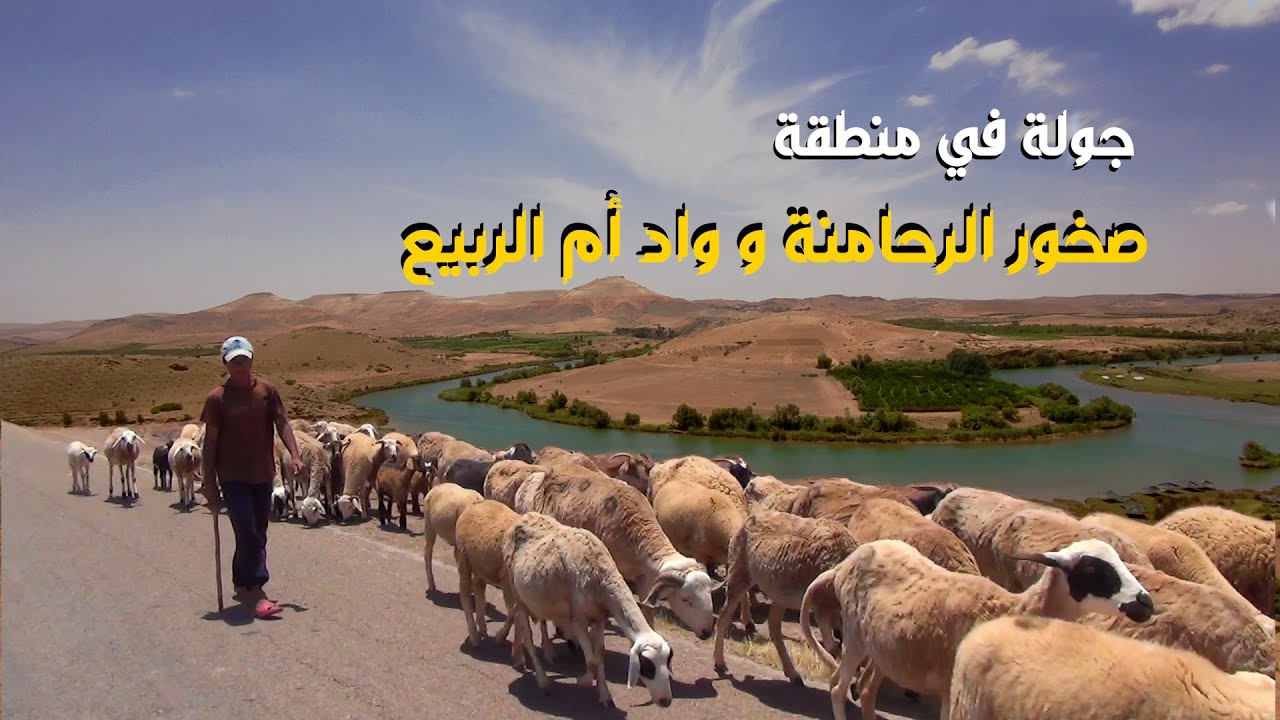 جولة في الرحامنة و واد أم الربيع :التحدي الذي تواجهه أشجار زيتون   : Le Défi des Oliviers