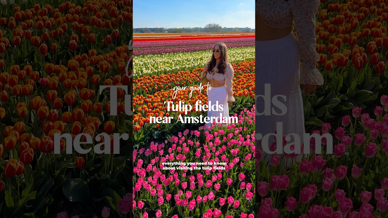 🇳🇱🌷Tulip Fields Near Amsterdam Guide #netherlandstravel #amsterdamtravel #tulipfields #tulips