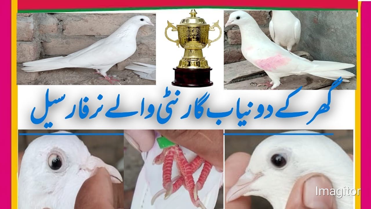 2 Garanti Waly Nar For Sale 03107080948 cargo All Pakistan sezan Kay oday odaay