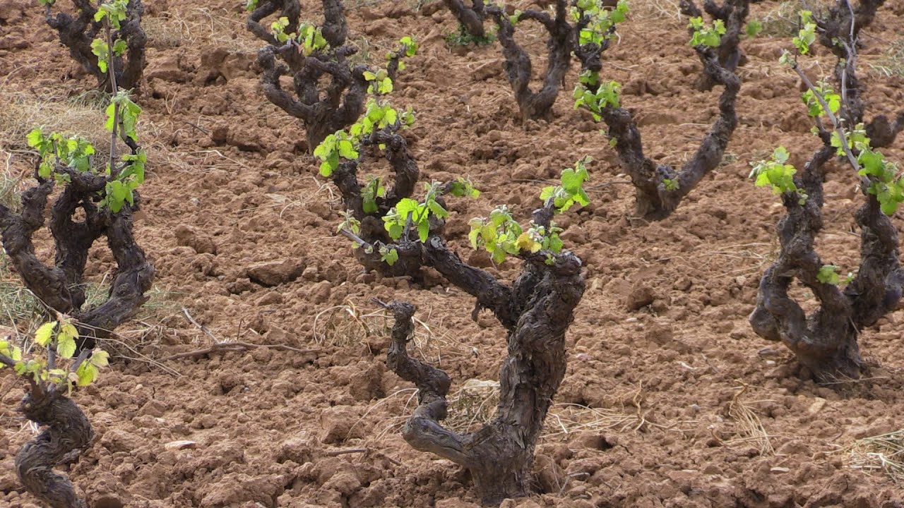 SAMUTER Viña de Requena Utiel