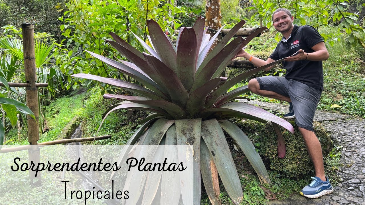 Increíbles PLANTAS TROPICALES en bosque Colombiano