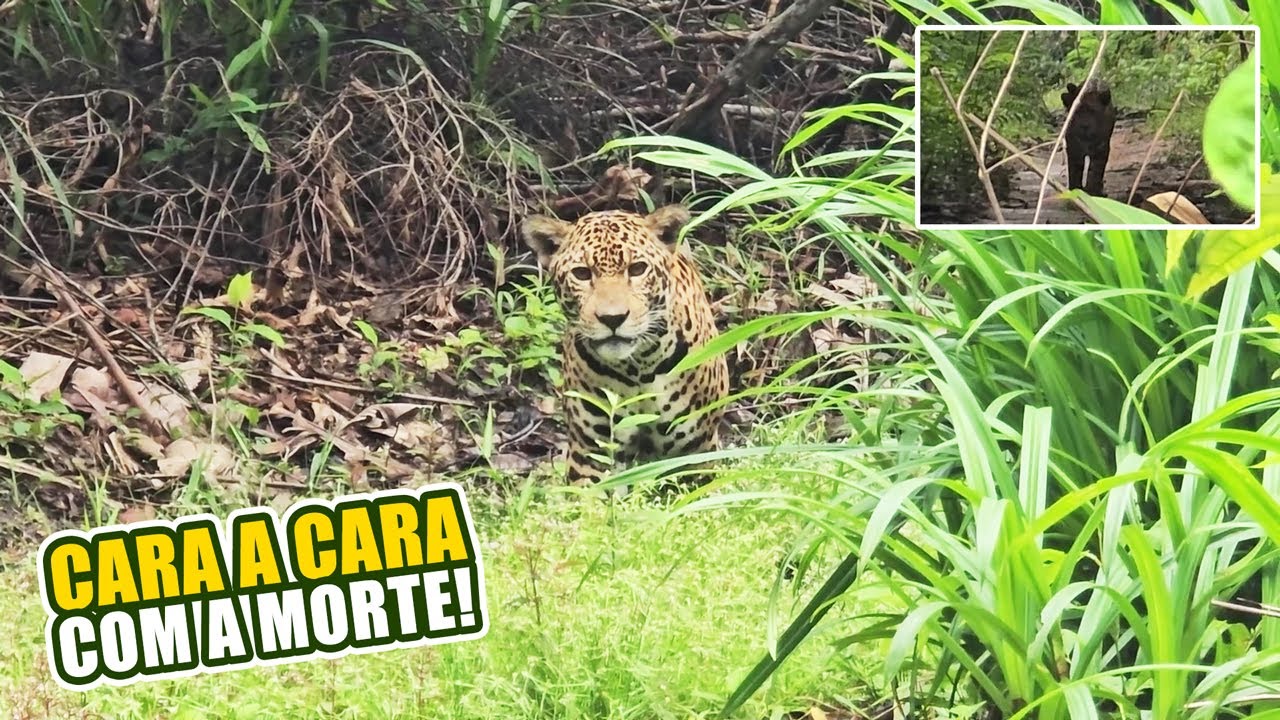 ENCONTRO com a ONÇA PINTADA quase deu em MORT3/ ENCOUNTER WITH THE JAGUAR ALMOST RESULTED IN DEATH3