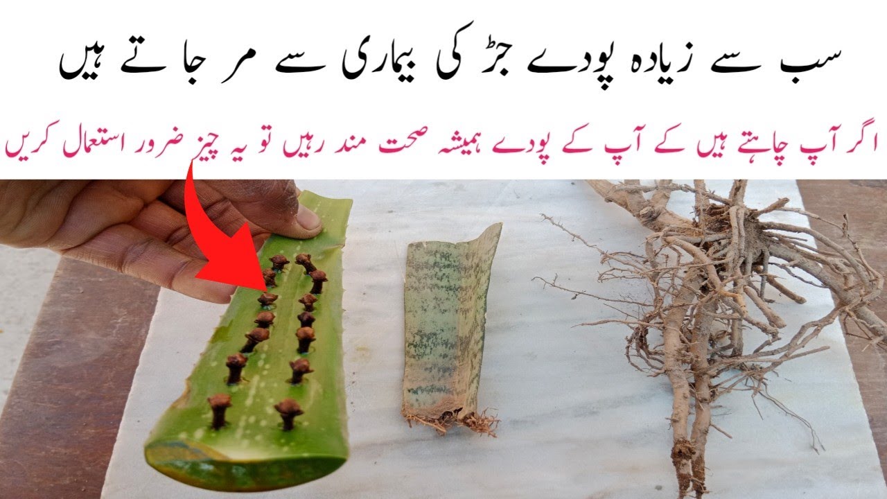 Medicine for plant roots | One cup strong roots and strong plants | Amazing ruslt.