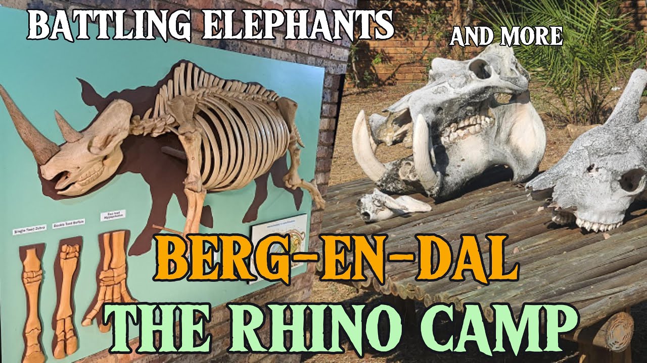 Battling Elephants and more at Berg-En-dal the Rhino Camp