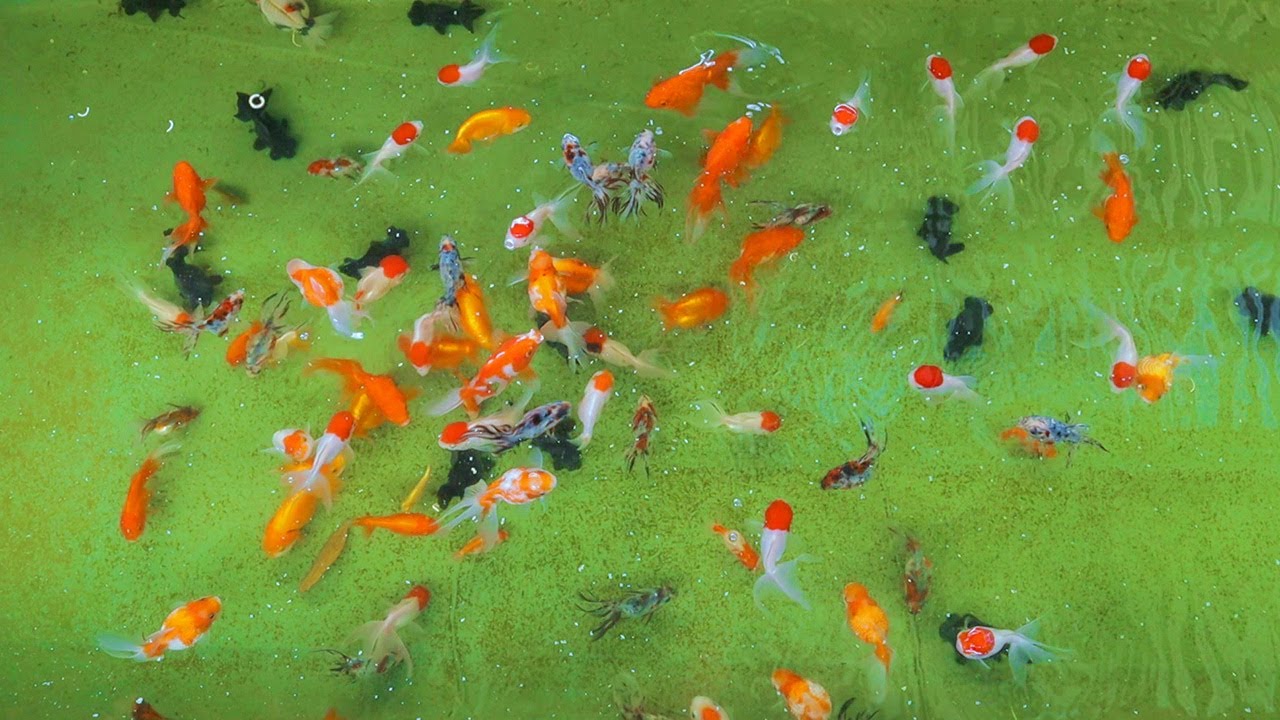 Ornamental fish farming│ Saving fish from power outage & Arrival of petshop new stocks