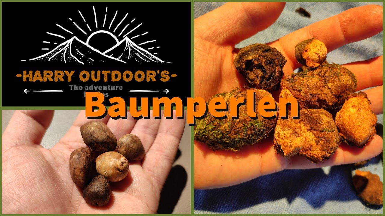 Mein erstes mal! Baumperlen suchen und bearbeiten.