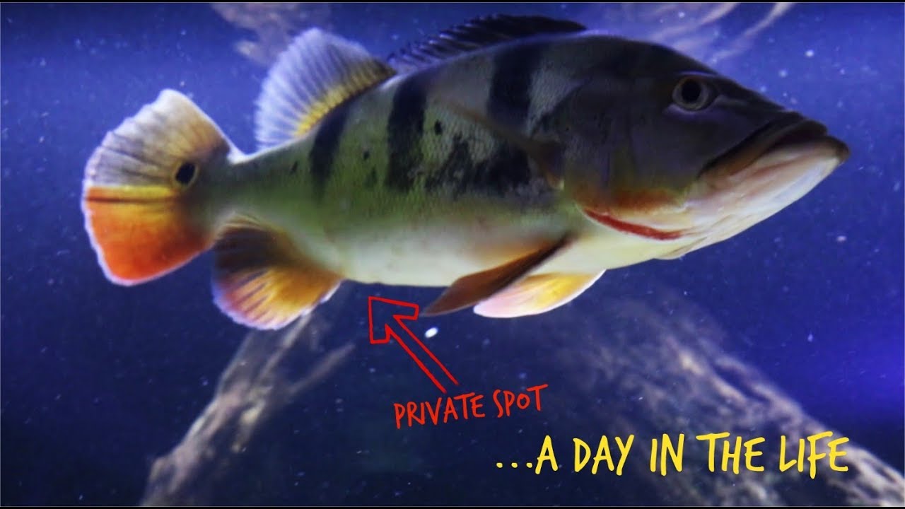 Checking My Peacock Bass Gender...A Day In The Life