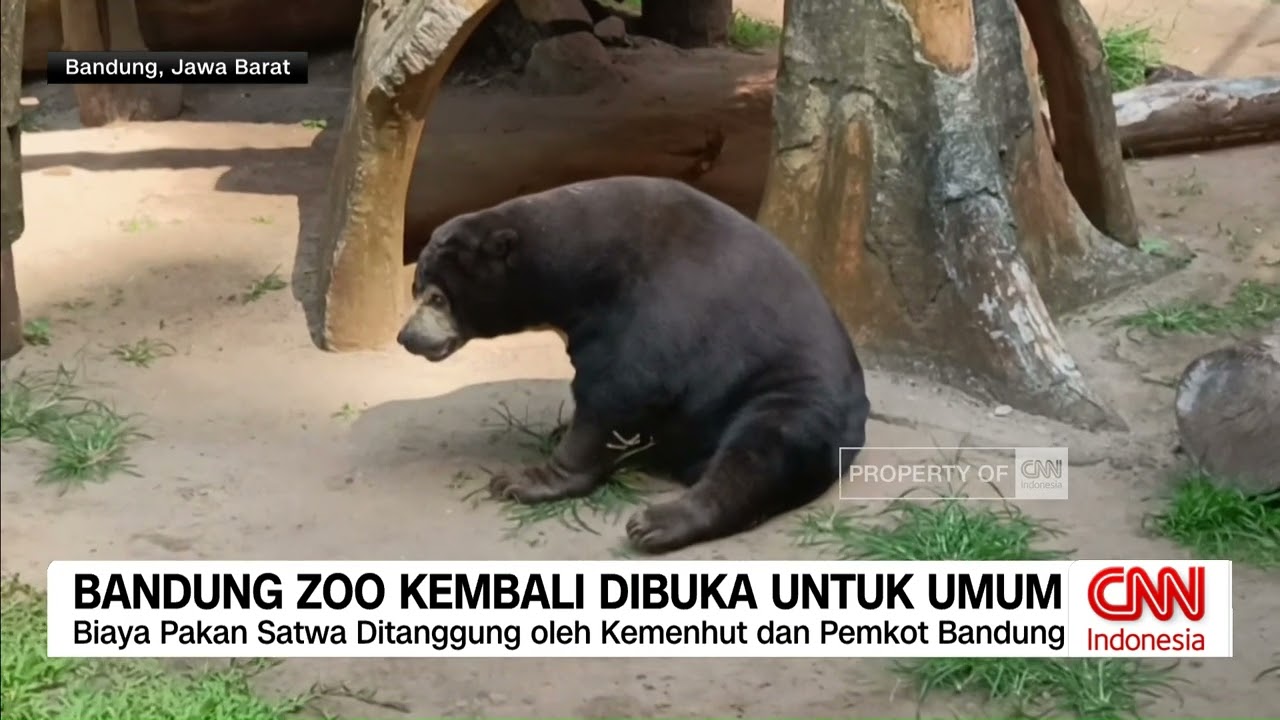 Bandung Zoo Kembali Dibuka untuk Umum