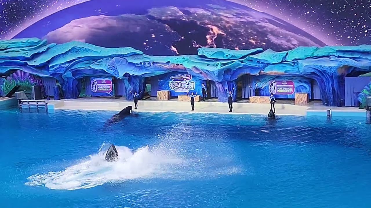 Orca Show @ chimelong Space Ship