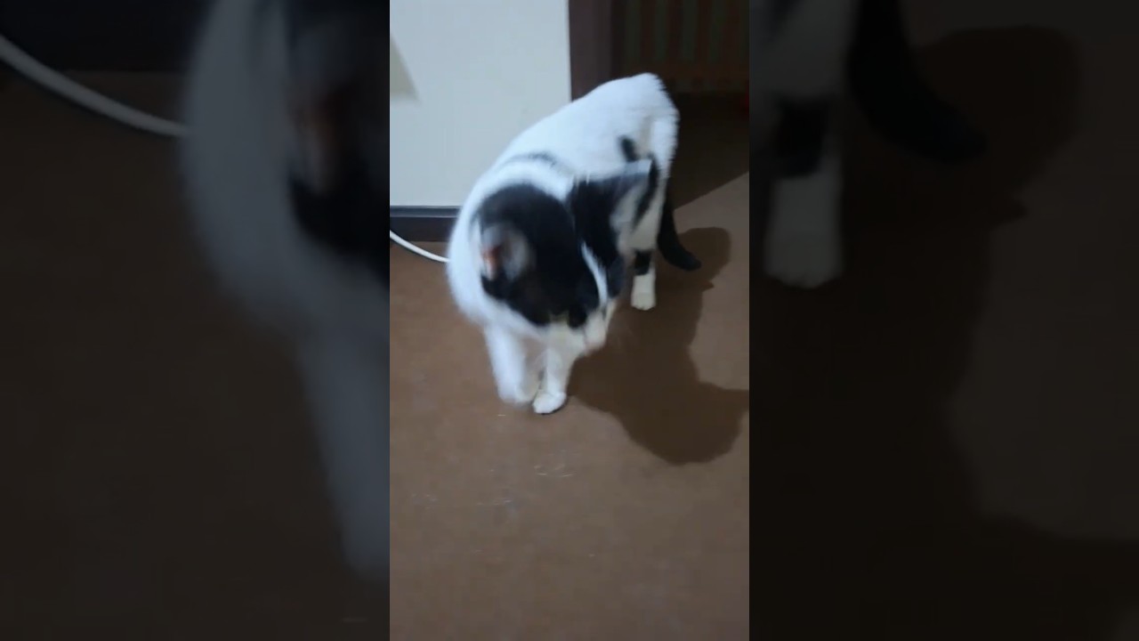 #cat