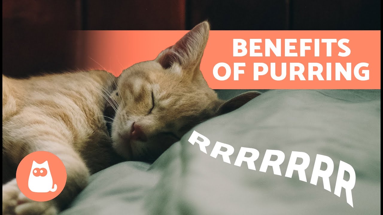6 BENEFITS of a CAT'S PURR for Humans 🐱