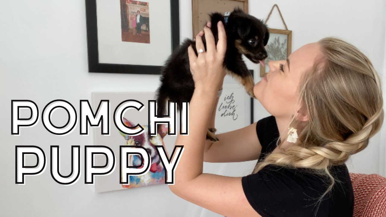 Знакомьтесь с нашим новым щенком! | Pomchi Puppy