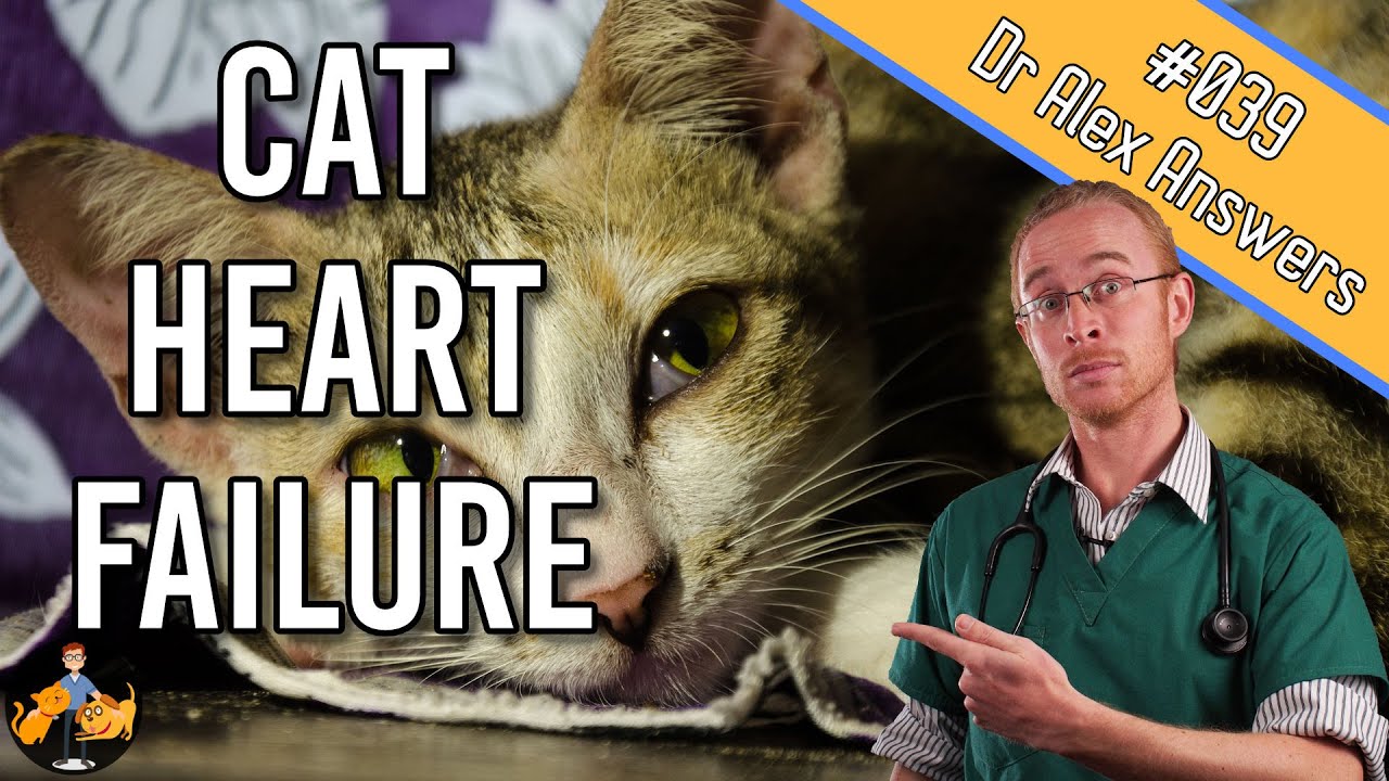 Heart Failure in Cats - symptoms, treatment + life expectancy - Cat Health Vet Advice