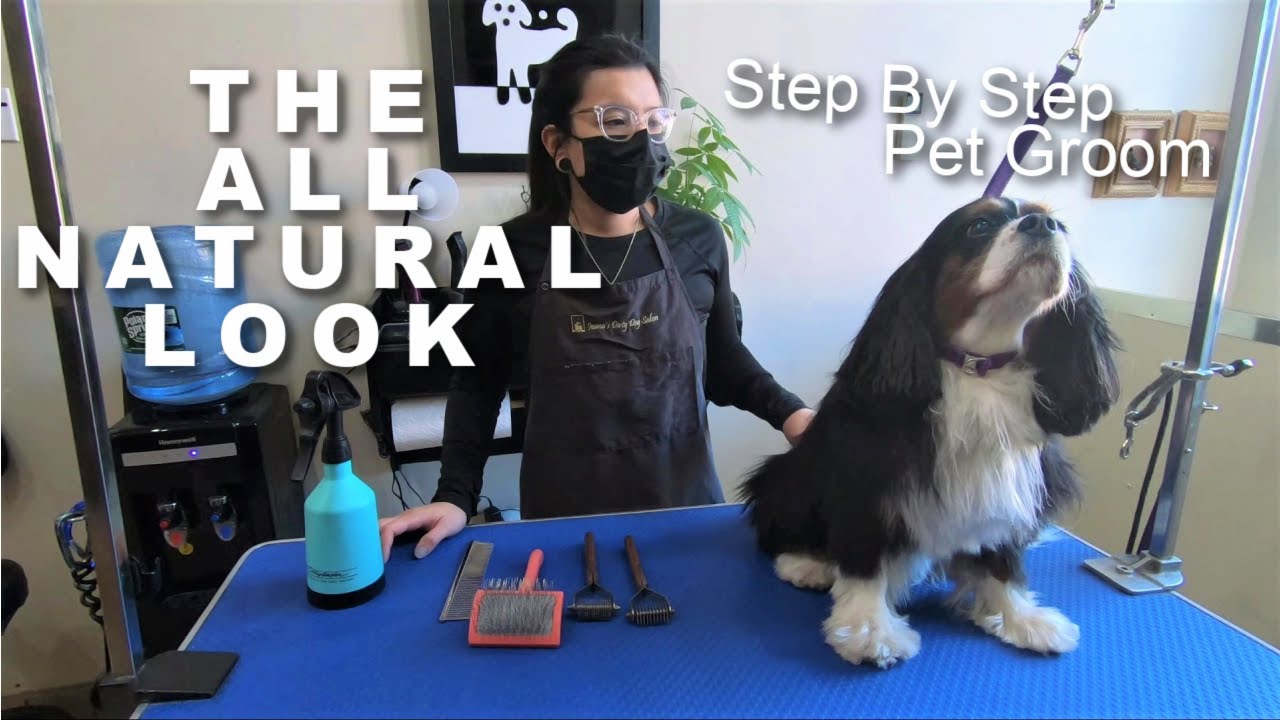 The All Natural Look Step By Step | Cavalier King Charles