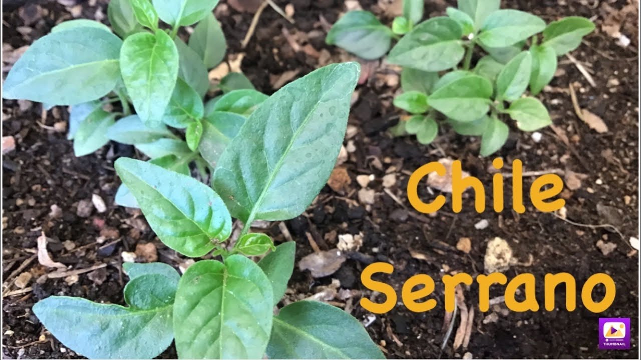 C&oacute;mo Germinar Chile Serrano Con TRUCOS!! // S&uacute;per Eficiente 🌱✅ // El Huerto de Osmar