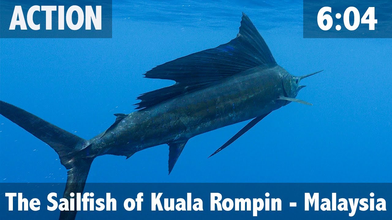 The Sailfish of Kuala Rompin, Malaysia