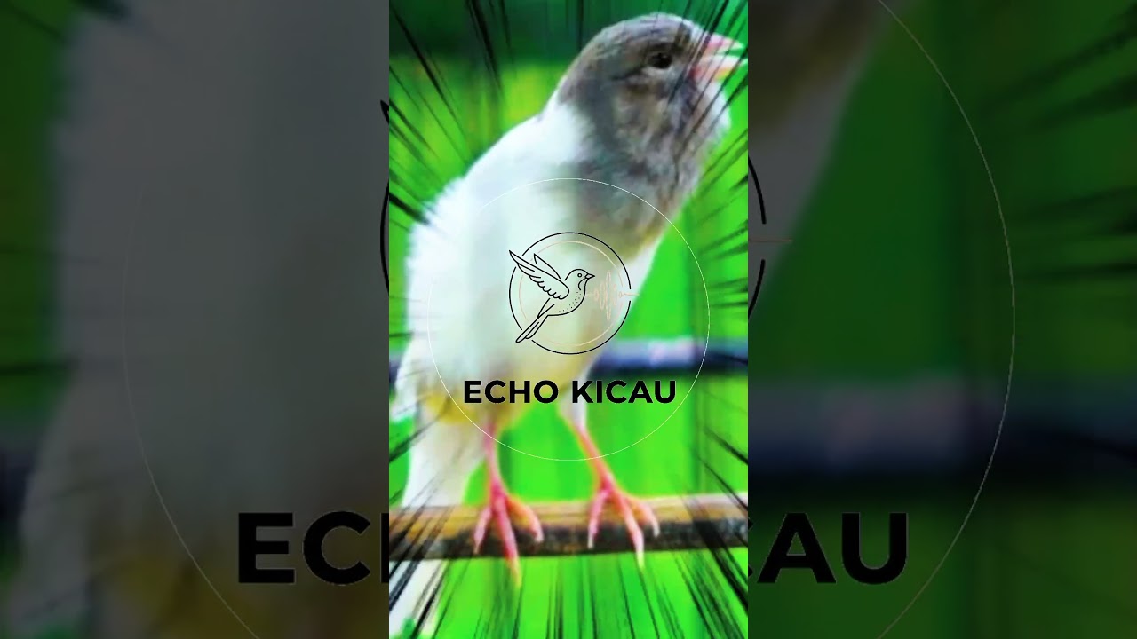 KENARI AUTO NEMBAK