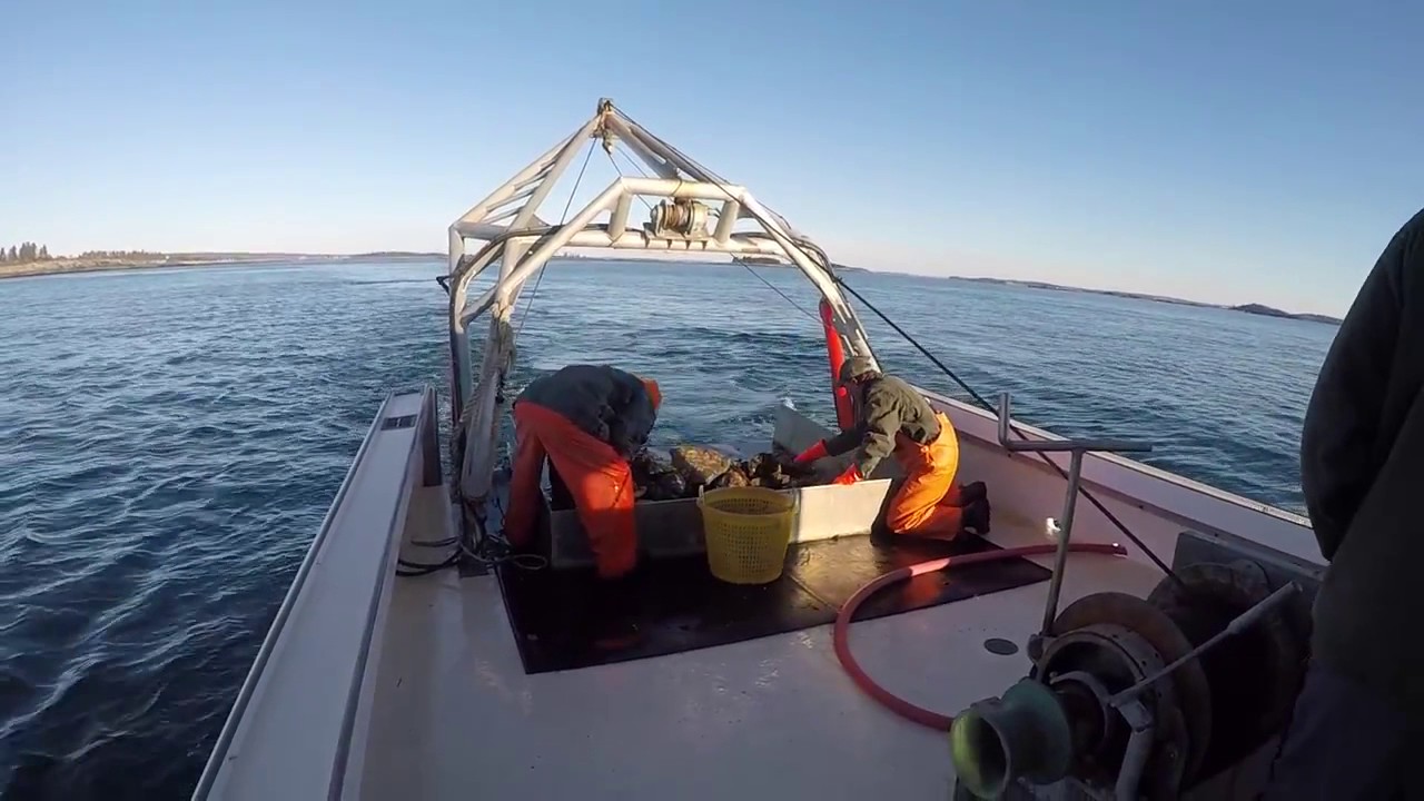A Day In The Life of A Maine Scallop Fisherman: A Documentary by Tori Tibbetts