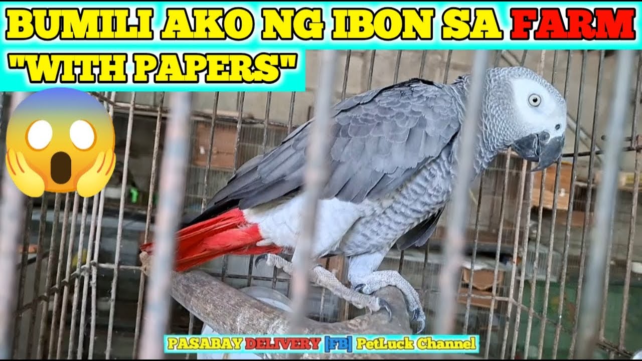 BUMILI AKO NG IBON SA FARM